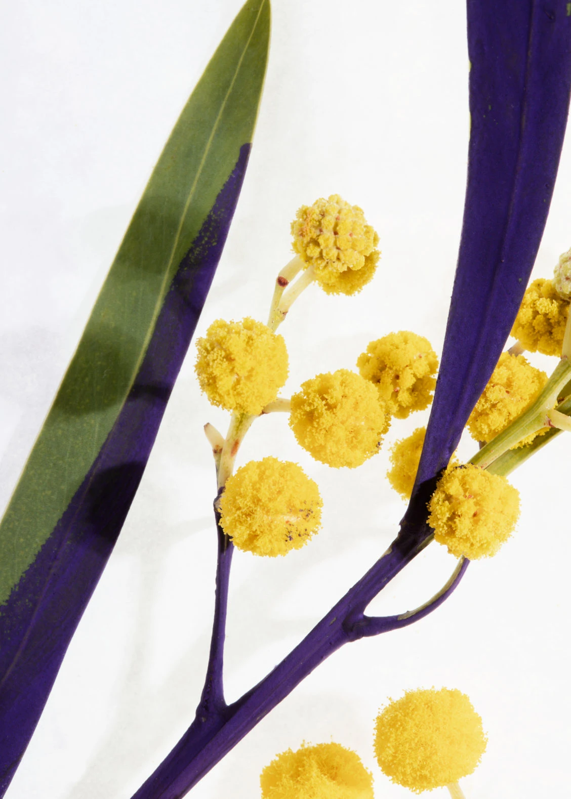 Other Stories FLEUR DE MIMOSA BODY WASH 4 Other Stories FLEUR DE MIMOSA BODY WASH - Image 2